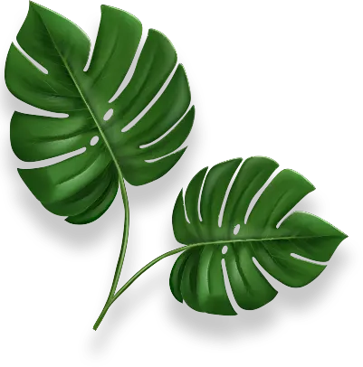 Left Green Leaf